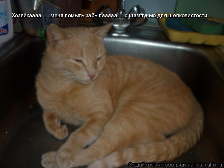 Хозяйкаааа......меня помыть забылааааа.....с шампунью для шелковистости...... Котоматрица: Хозяйкаааа......меня помыть забылааааа.....с шампунью для шелковистости...