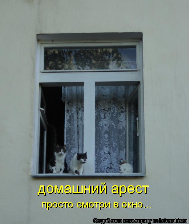 домашний арест просто смотри в окно...... Котоматрица: домашний арест просто смотри в окно...