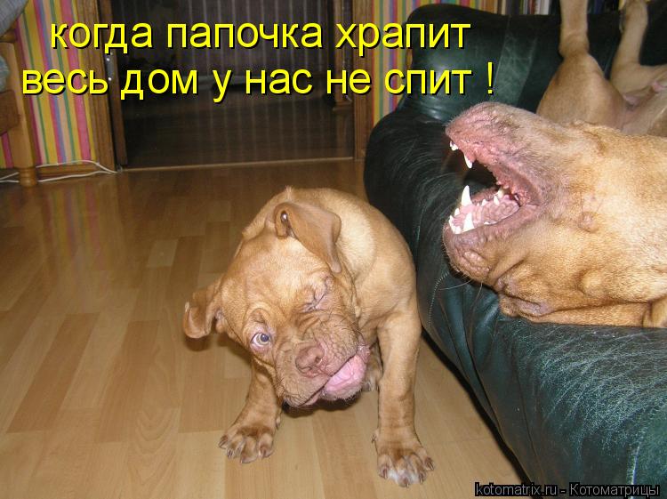 когда папочка храпит весь дом у нас не спит !... Котоматрица: когда папочка храпит весь дом у нас не спит !