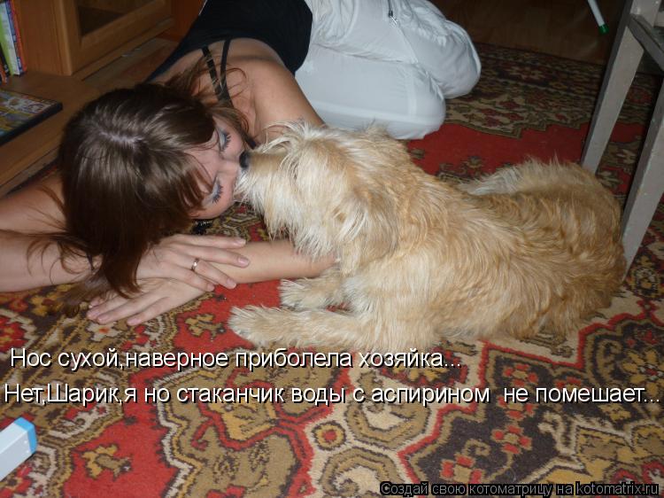Нос сухой,наверное приболела хозяйка... Нет,Шарик,я но стаканчик воды с аспирином не помешает...... Котоматрица: Нос сухой,наверное приболела хозяйка... Нет,Шарик,я но стаканчик воды с аспирином не помешает...