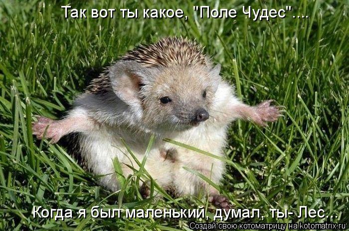 Так вот ты какое, "Поле Чудес".... Когда я был маленький, думал, ты- Лес...... Котоматрица: Так вот ты какое, "Поле Чудес".... Когда я был маленький, думал, ты- Лес...