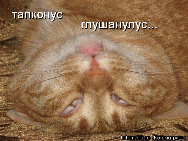 тапконус глушанулус...... Котоматрица: тапконус глушанулус...