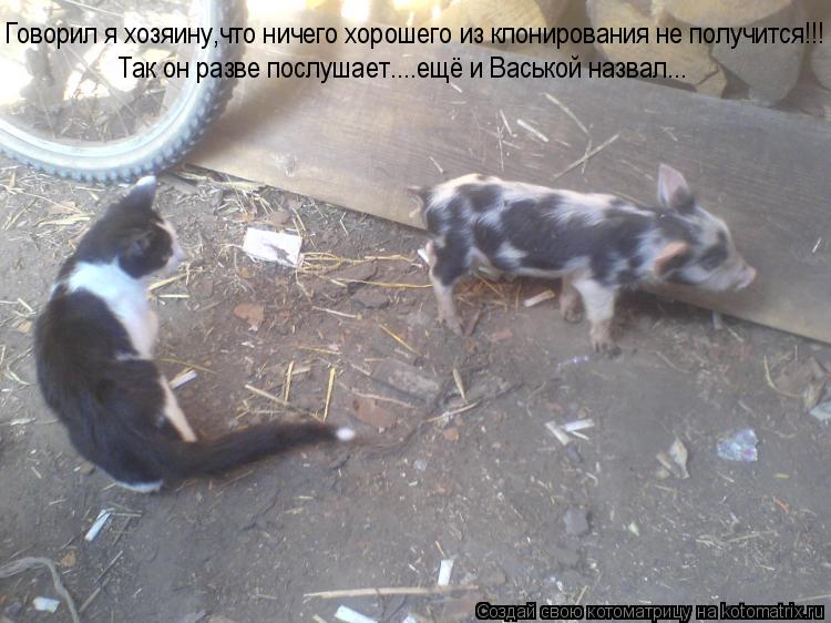 Говорил я хозяину,что ничего хорошего из клонирования не получится!!! Так он разве послушает....ещё и... Котоматрица: Говорил я хозяину,что ничего хорошего из клонирования не получится!!! Так он разве послушает....ещё и Васькой назвал...