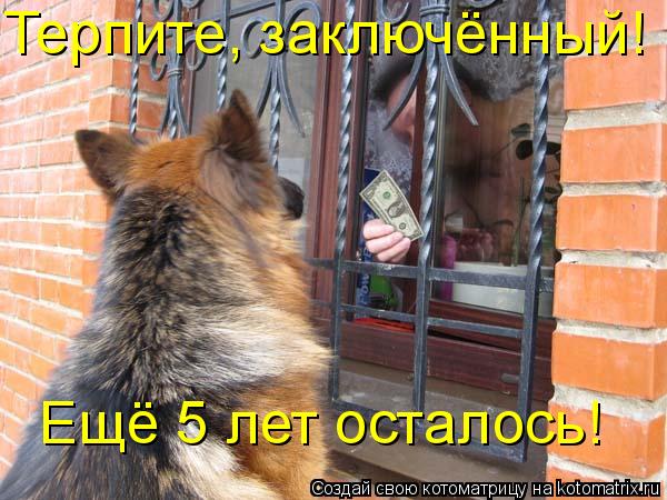 Терпите, заключённый! Ещё 5 лет осталось!... Котоматрица: Терпите, заключённый! Ещё 5 лет осталось!