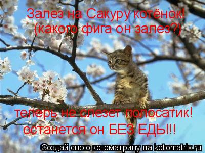 Залез на Сакуру котёнок! (какого фига он залез?) теперь не слезет полосатик! останется он БЕЗ ЕДЫ!!... Котоматрица: Залез на Сакуру котёнок! (какого фига он залез?) теперь не слезет полосатик! останется он БЕЗ ЕДЫ!!