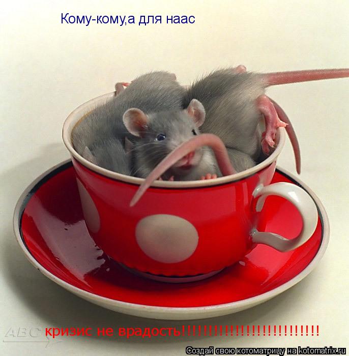 Кому-кому,а для наас кризис не врадость!!!!!!!!!!!!!!!!!!!!!!!!!!... Котоматрица: Кому-кому,а для наас кризис не врадость!!!!!!!!!!!!!!!!!!!!!!!!!!