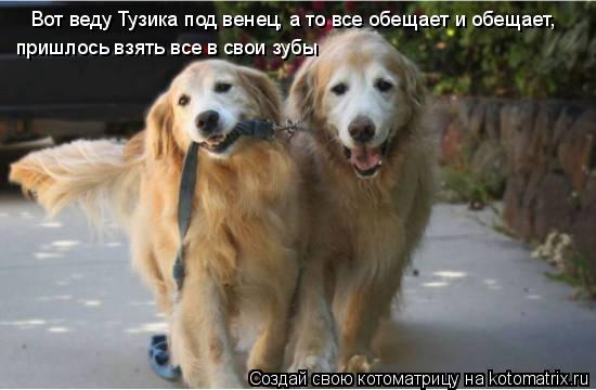 Вот веду Тузика под венец, а то все обещает и обещает, пришлось взять все в свои зубы... Котоматрица: Вот веду Тузика под венец, а то все обещает и обещает, пришлось взять все в свои зубы