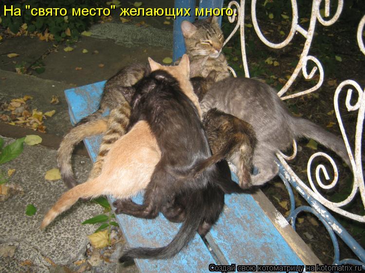 На "свято место" желающих много.... Котоматрица: На "свято место" желающих много.