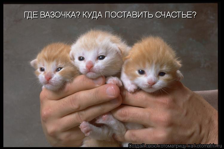 ГДЕ ВАЗОЧКА? КУДА ПОСТАВИТЬ СЧАСТЬЕ?... Котоматрица: ГДЕ ВАЗОЧКА? КУДА ПОСТАВИТЬ СЧАСТЬЕ?