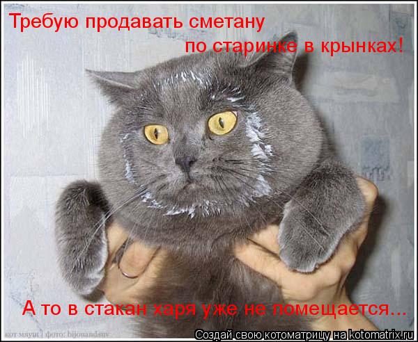 Требую продавать сметану по старинке в крынках! А то в стакан харя уже не помещается...... Котоматрица: Требую продавать сметану по старинке в крынках! А то в стакан харя уже не помещается...