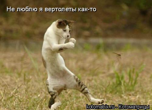 Не люблю я вертолеты как-то... Котоматрица: Не люблю я вертолеты как-то