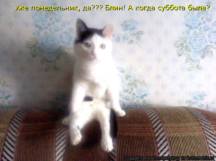 Уже понедельник, да??? Блин! А когда суббота была?... Котоматрица: Уже понедельник, да??? Блин! А когда суббота была?