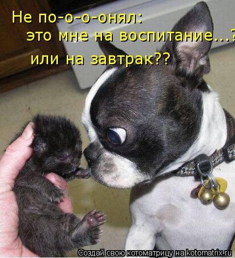 Не по-о-о-онял: это мне на воспитание...? или на завтрак??... Котоматрица: Не по-о-о-онял: это мне на воспитание...? или на завтрак??