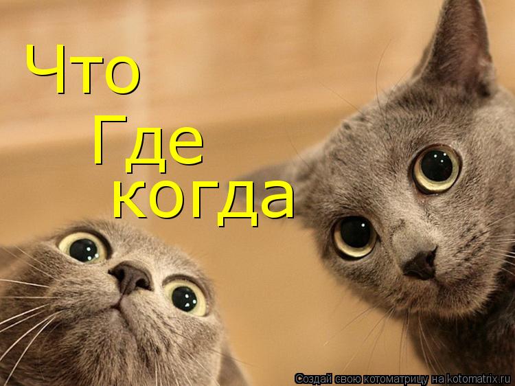 Что Где когда... Котоматрица: Что Где когда