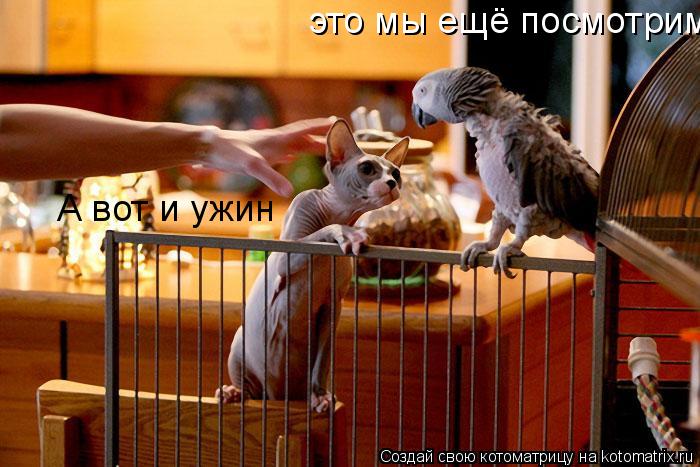 А вот и ужин это мы ещё посмотрим... Котоматрица: А вот и ужин это мы ещё посмотрим
