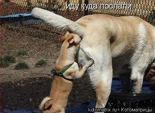 иду куда послали... Котоматрица: иду куда послали
