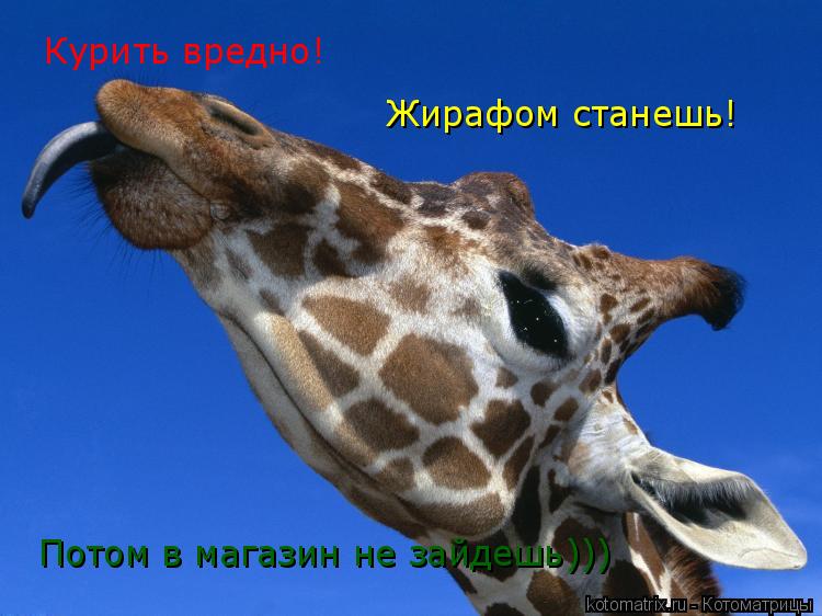 Курить вредно! Жирафом станешь! Потом в магазин не зайдешь)))... Котоматрица: Курить вредно! Жирафом станешь! Потом в магазин не зайдешь)))
