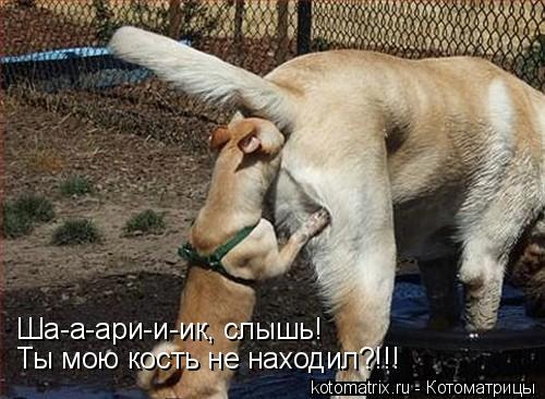 Ша-а-ари-и-ик, слышь! Ты мою кость не находил?!!!... Котоматрица: Ша-а-ари-и-ик, слышь! Ты мою кость не находил?!!!