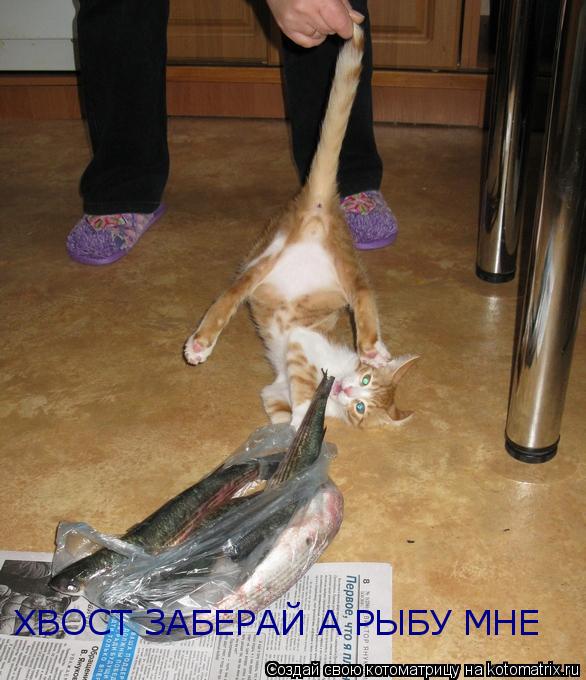 ХВОСТ ЗАБЕРАЙ А РЫБУ МНЕ... Котоматрица: ХВОСТ ЗАБЕРАЙ А РЫБУ МНЕ