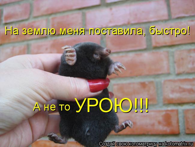 На землю меня поставила, быстро! А не то УРОЮ!!!... Котоматрица: На землю меня поставила, быстро! А не то УРОЮ!!!