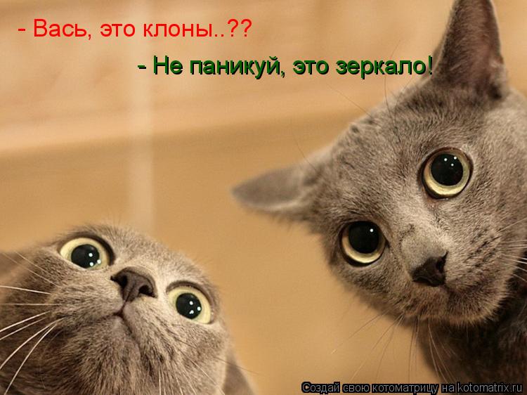 - Вась, это клоны..?? - Не паникуй, это зеркало!... Котоматрица: - Вась, это клоны..?? - Не паникуй, это зеркало!