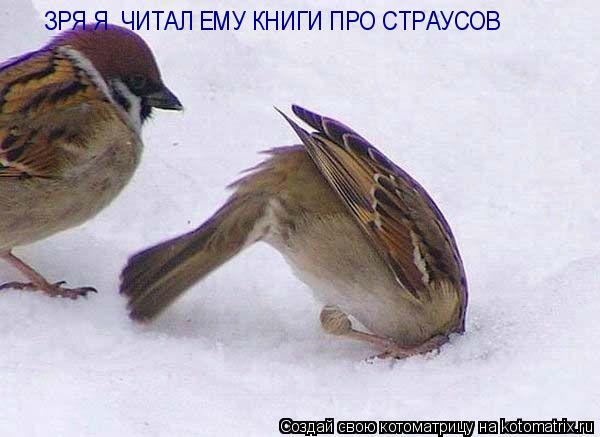 ЗРЯ Я ЧИТАЛ ЕМУ КНИГИ ПРО СТРАУСОВ... Котоматрица: ЗРЯ Я ЧИТАЛ ЕМУ КНИГИ ПРО СТРАУСОВ