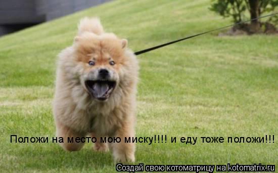 Положи на место мою миску!!!! и еду тоже положи!!!... Котоматрица: Положи на место мою миску!!!! и еду тоже положи!!!