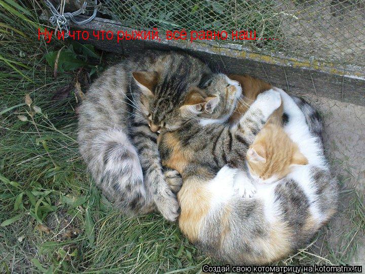 Ну и что что рыжий, всё равно наш......... Котоматрица: Ну и что что рыжий, всё равно наш......