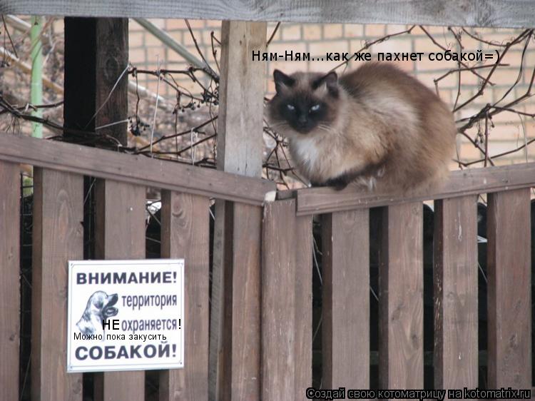 НЕ ! Можно пока закусить Ням-Ням...как же пахнет собакой=)... Котоматрица: НЕ ! Можно пока закусить Ням-Ням...как же пахнет собакой=)