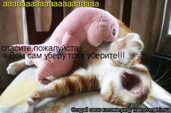 ааааааааааааааааааааа спасите пожалуйста я Дом сам уберу тока уберите!!!... Котоматрица: ааааааааааааааааааааа спасите пожалуйста я Дом сам уберу тока уберите!!!