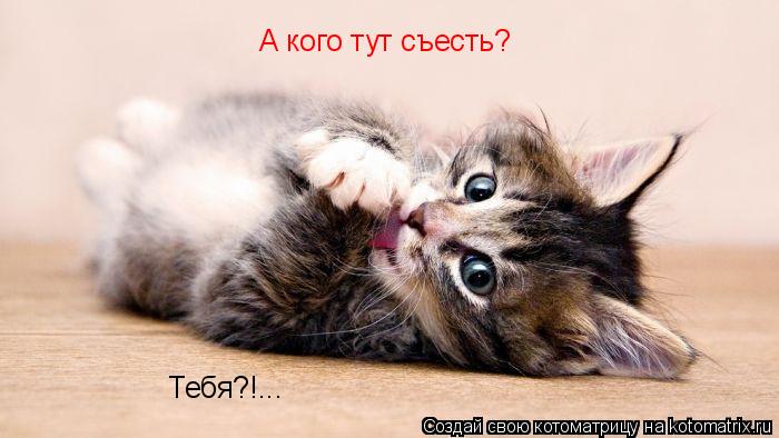 А кого тут съесть? Тебя?!...... Котоматрица: А кого тут съесть? Тебя?!...
