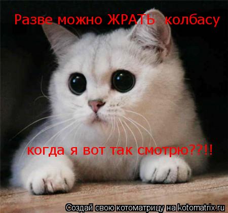 Разве можно ЖРАТЬ колбасу когда я вот так смотрю??!!... Котоматрица: Разве можно ЖРАТЬ колбасу когда я вот так смотрю??!!