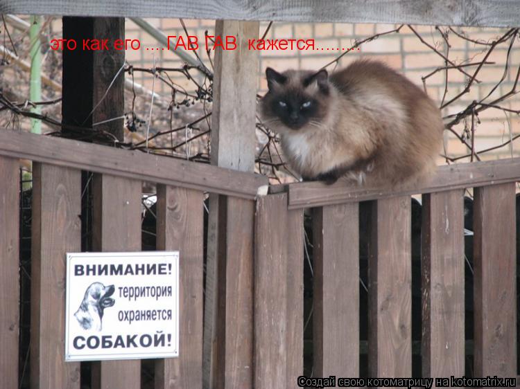 это как его ....ГАВ ГАВ кажется............ Котоматрица: это как его ....ГАВ ГАВ кажется.........