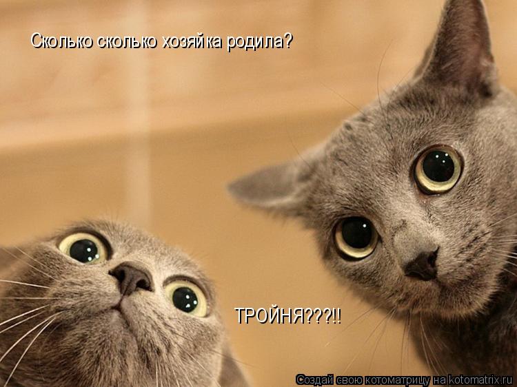 Котоматрица: Сколько сколько хозяйка родила? ТРОЙНЯ???!!