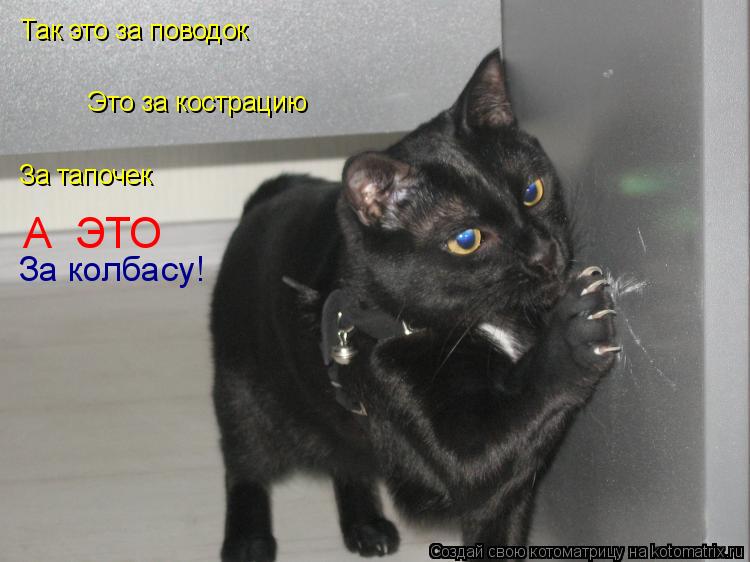 Котоматрица: Так это за поводок Это за кострацию За тапочек А  ЭТО За колбасу!