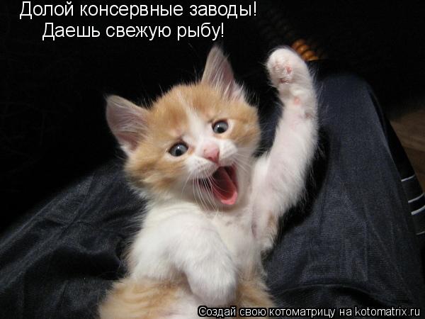 Котоматрица: Долой консервные заводы! Даешь свежую рыбу!