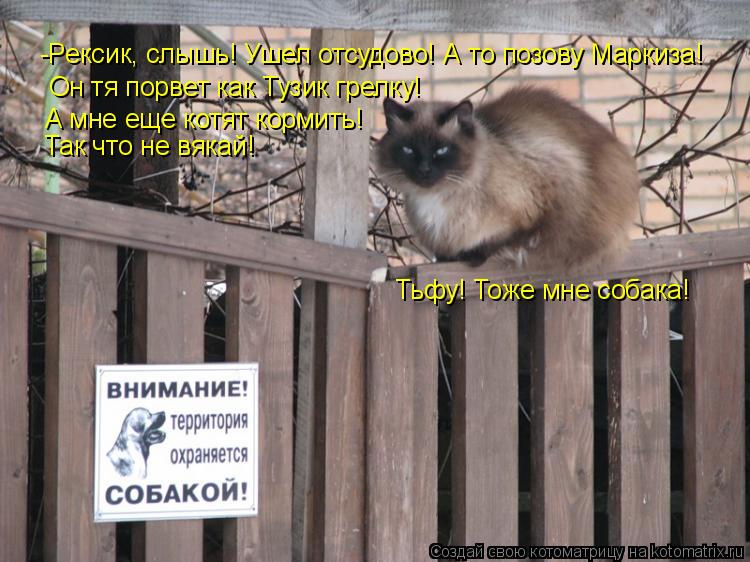 Котоматрица: -Рексик, слышь! Ушел отсудово! А то позову Маркиза! Он тя порвет как Тузик грелку! А мне еще котят кормить!  Так что не вякай! Тьфу! Тоже мне соб