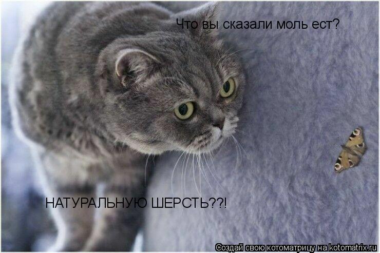 Что вы сказали моль ест? НАТУРАЛЬНУЮ ШЕРСТЬ??!... Котоматрица: Что вы сказали моль ест? НАТУРАЛЬНУЮ ШЕРСТЬ??!