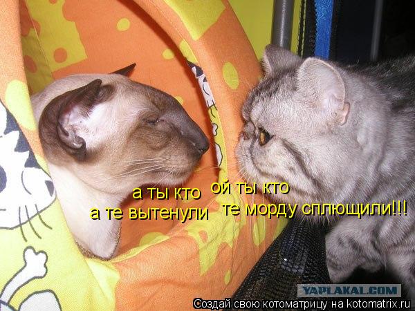 Котоматрица: ой ты кто а ты кто те морду сплющили!!! а те вытенули