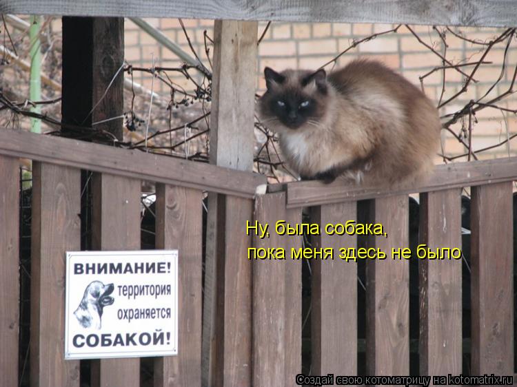 Котоматрица: Ну, была собака,  пока меня здесь не было