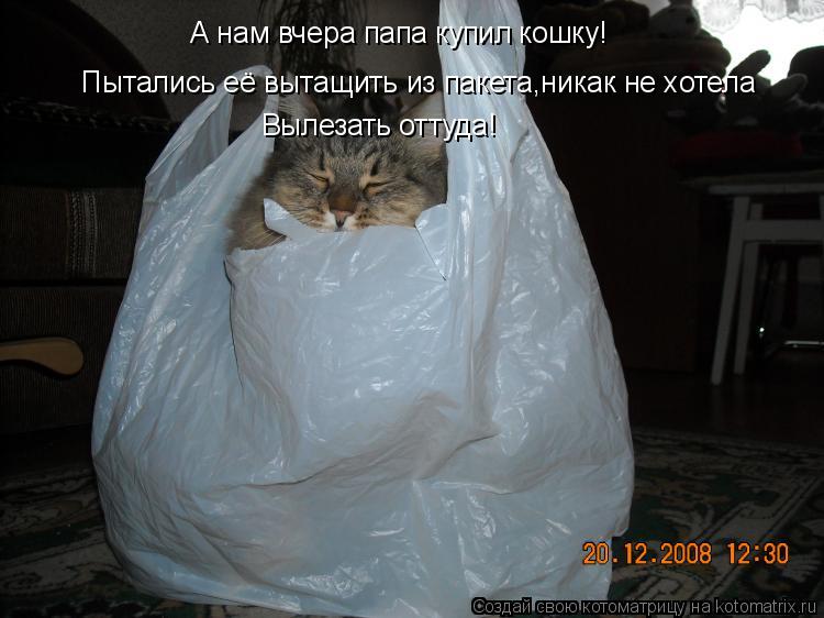 Котоматрица: А нам вчера папа купил кошку! Пытались её вытащить из пакета,никак не хотела Вылезать оттуда!