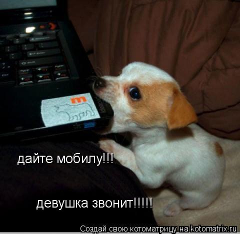 дайте мобилу!!! девушка звонит!!!!!... Котоматрица: дайте мобилу!!! девушка звонит!!!!!