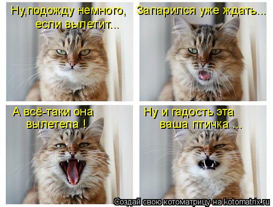 Ну,подожду немного, Запарился уже ждать... если вылетит... А всё-таки она Ну и гадост... Котоматрица: Ну,подожду немного, Запарился уже ждать... если вылетит... А всё-таки она Ну и гадость эта вылетела ! ваша птичка