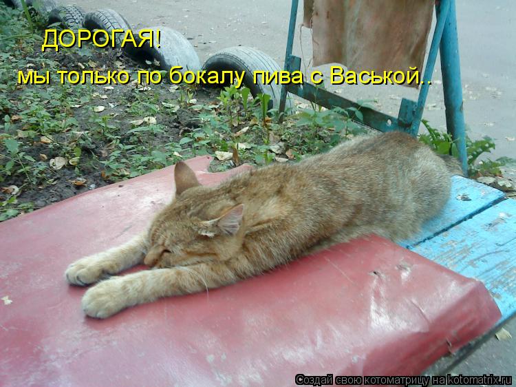 ДОРОГАЯ! мы только по бокалу пива с Васькой..... Котоматрица: ДОРОГАЯ! мы только по бокалу пива с Васькой..