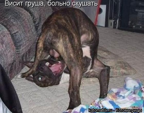 Висит груша, больно скушать... Котоматрица: Висит груша, больно скушать
