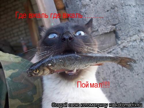 Где вжаль где вжаль........... Поймал!!!!... Котоматрица: Где вжаль где вжаль........... Поймал!!!!