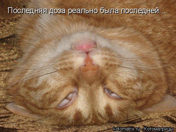 Последняя доза реально была последней...... Котоматрица: Последняя доза реально была последней...