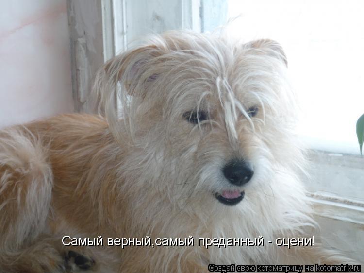 Самый верный,самый преданный - оцени!... Котоматрица: Самый верный,самый преданный - оцени!