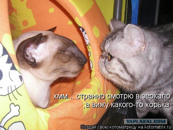 хмм... странно смотрю в зеркало ,а вижу какого-то хорька... Котоматрица: хмм... странно смотрю в зеркало ,а вижу какого-то хорька
