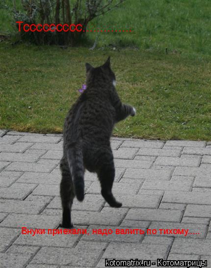 Тссссссссс.............. Внуки приехали, надо валить по тихому........ Котоматрица: Тссссссссс.............. Внуки приехали, надо валить по тихому.....